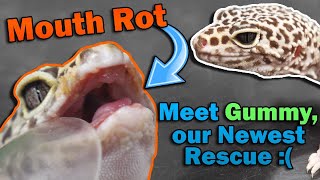 How to Treat Mouth Rot in Lizards!