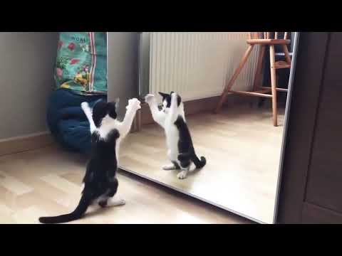 Cat Dancing omg 😳