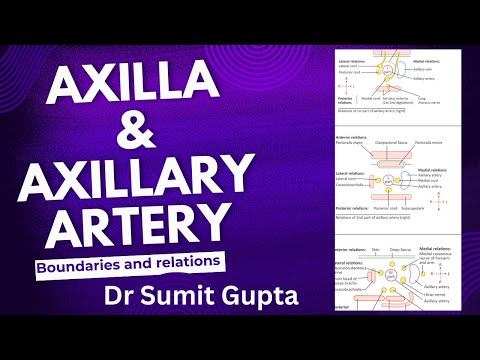 Anatomy of Axilla & Axillary Artery: Boundaries & Relations