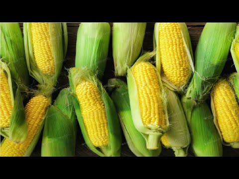 Fusariotoxins  Toxigenic Potential of Fusarium Spp. in Maize Grains Collected from Pakistan