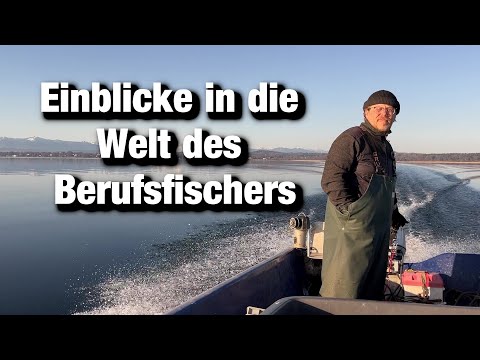 Professional fisherman on Lake Starnberg, slaughtering fish, filleting char,