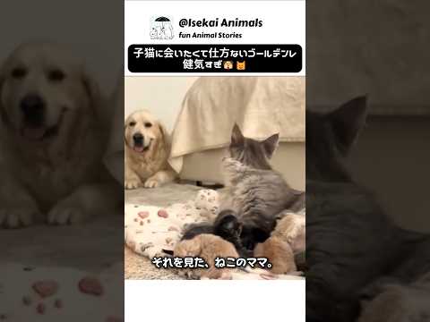 友達の猫の赤ちゃんに会いたいのに、我慢しすぎなワンちゃん❣