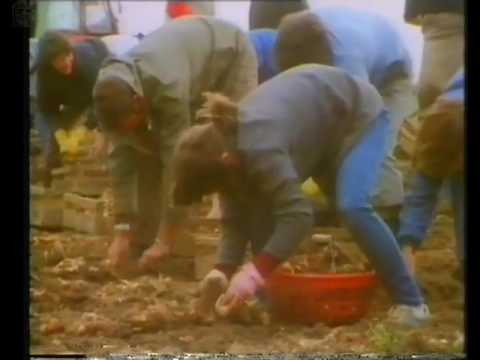 BBC2 Continuity hell fire club & Gangmasters 2/3/1988 (VHS Capture)