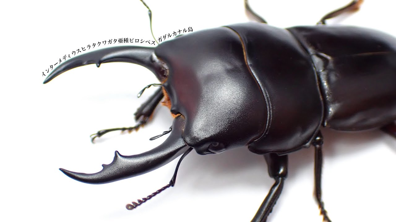 【レア産地】インターメディウスヒラタクワガタの成虫掘り出し結果 ガダルカナル島産【クワガタ飼育】