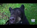 Black Bear Population Getting Stronger At Audubon Zoo