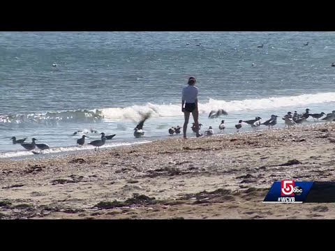 'The stench was pretty bad'-- Dead whale stinking up Revere Beach