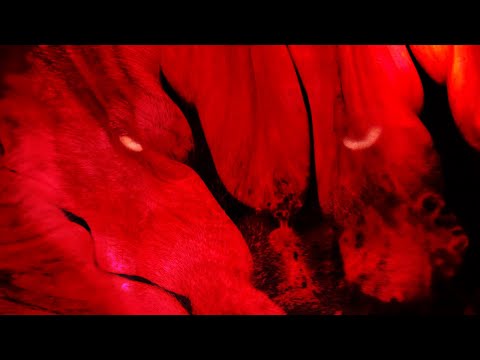 UNSECRET X NEONI - READY FOR WAR [OFFICIAL VISUALIZER]