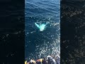 Don T Worry And BE HAPPY Like A Humpback Whale