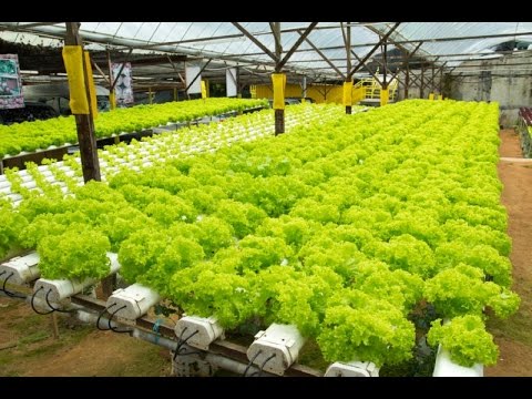Гидропоника как способ выращивания растений