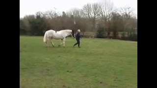 march horse agility class 6 , bev and henry