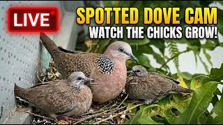 Bukit Panjang Spotted Dove Nest - Birdcam Livestream live webcam