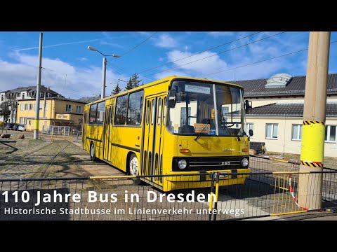 IKARUS 260, 110 Jahre Bus in Dresden Historische Stadtbusse im Linienverkehr unterwegs