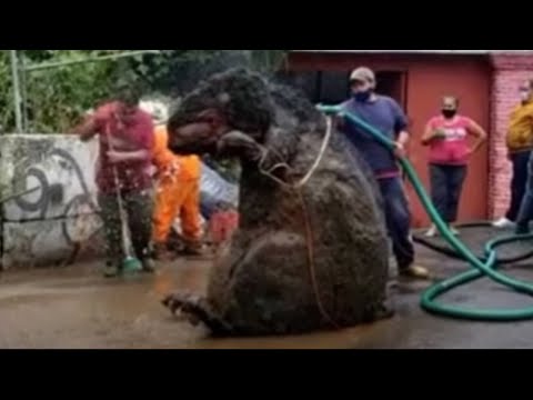 Gruselige Monster Ratte schockt Menschen: Was ist das?