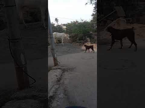 Funny Doberman| Doberman Dog ststus #dog #funny #funnuanimals #puppy