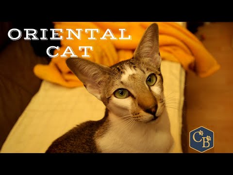 Oriental Shorthair Cat in detail 🐈