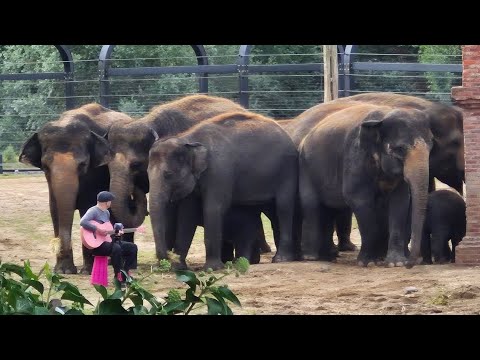  I sang for Elephants 🫣😭