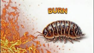 This Isopod is not like the others.