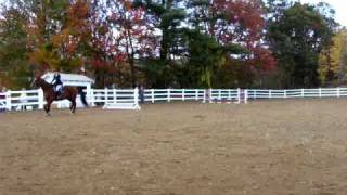 preview picture of video 'Sandwich Fair Hunter Over Fences (sold)'