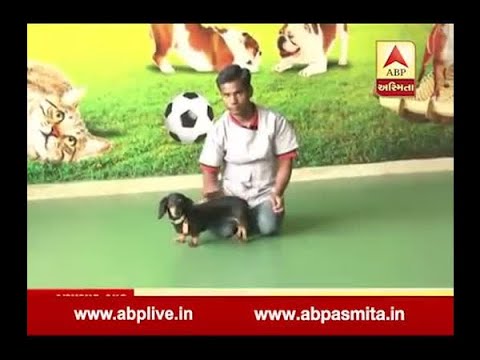 Luxury hotel for the dogs in haryana