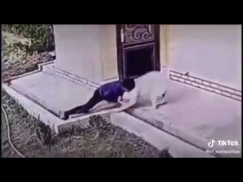 Man vs Alabai Fight !!