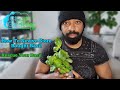 How to Revive Store Bought Basil // Learn How to Rescue & Restore Supermarket Basil