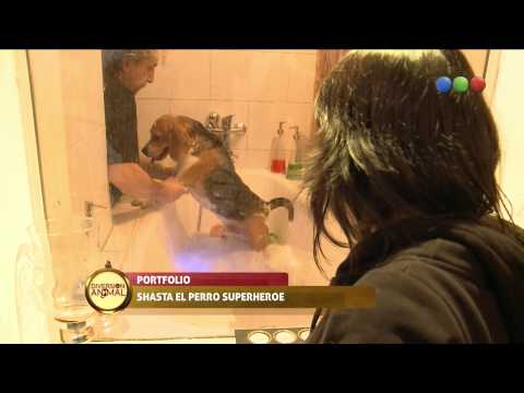 Shasta, Dia de spa - Diversion Animal