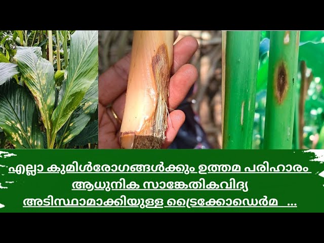 എല്ലാ കുമിൾരോഗങ്ങൾക്കും ഉത്തമ പരിഹാരം. | cardamom price | cardamom buy