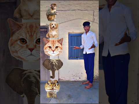 Balloon to monkey, dog, cat, elephant - Funny vfx new magic video #funny #shorts