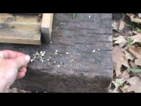 Chalkbrood Honeybee Disease