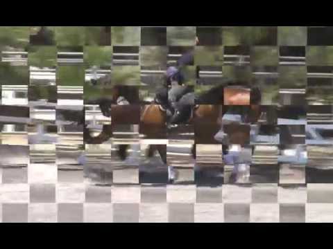 FOR SALE 12 yr old FEI schoolmaster, shown in Germany and US to I1