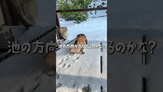 #shorts 雪遊び #カニンヘンダックス #ミニチュアダックス #古民家 #雪遊びデビュー #犬のいる暮らし ☃️