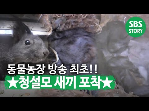 , title : '[방송 최초] 둥지 안에서 갓 태어난 ‘청설모 새끼’ 포착♥ I TV동물농장 (Animal Farm) | SBS Story'