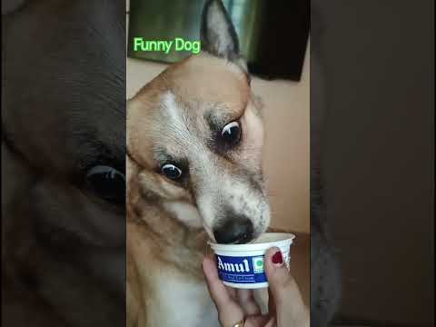 Funny Dog #comedy #viralvideo #cute #funny luzo#icecreamdogluzo