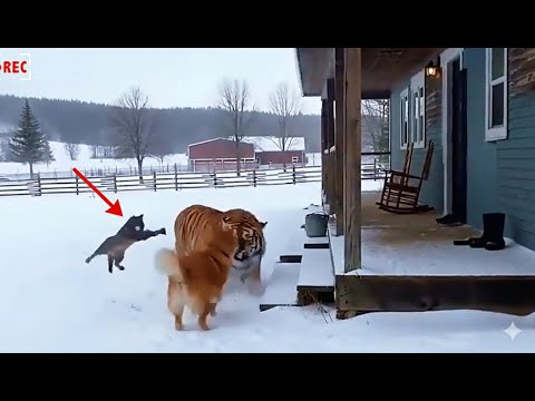 Part 10 | CCTV 🐈 A Brave Cat Saves His Dog Friend From Wild Animals | Caught on Camera