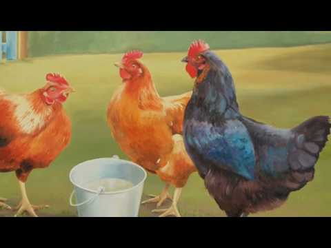 Saint-Saens: Carnival of the Animals~Poules et Coqs (Hens and Cockerals)