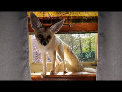 Ethan gets Fawzi fox REALLY excited