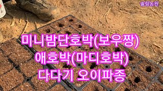 우리나라에서 젤맛있는 미니밤단호박(보우짱) 애호박 오이 파종하는 시기 방법~ 귀농귀촌 주말농장 텃밭 농사농부