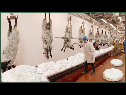 Amazing Sheep Farming Technology - Modern Sheep Shearing - High-Tech Livestock Farming Technology