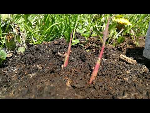 Miscanthus giganteus. One day growth.