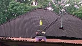 Download lagu Tes Burung Sirtu bahan jadi pikat Bl nya pun tidak takut sama sekali menghampiri pikat ‼️ mp3