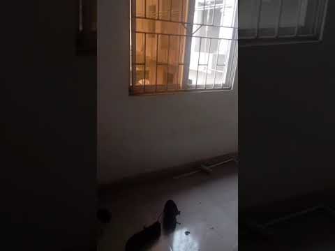 Portable Mini Flat 📍 Location: Ogudu Orioke, Lagos
