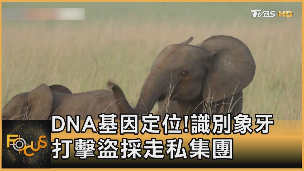DNA基因定位!識別象牙.打擊盜採走私集團