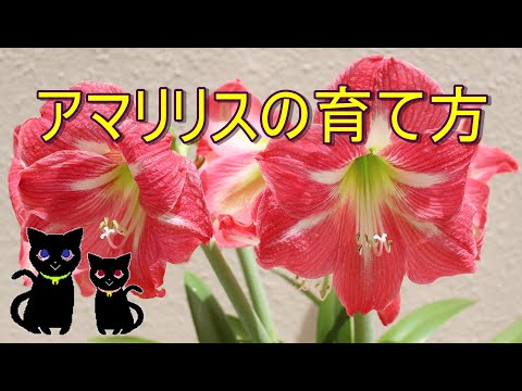 アマリリスは葉しか成長しません。この見事な植物を再び咲かせるにはどうすればよいでしょうか?  庭園
