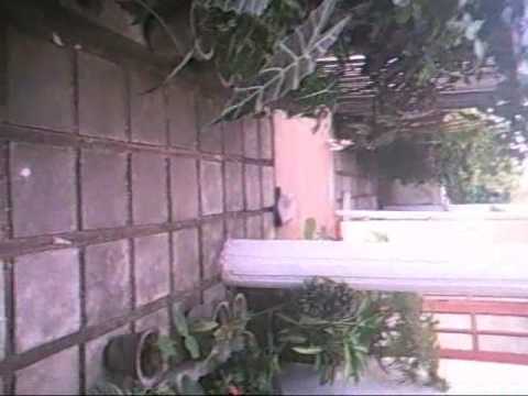 TIGO,14/6 project to develop an advance guard dog!!! WOOFF!!