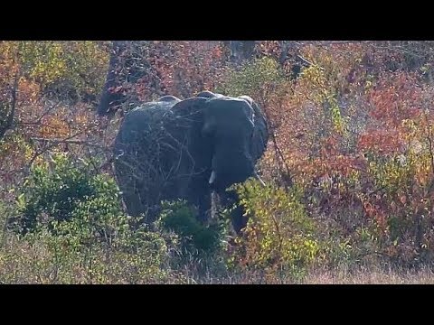 Djuma: Elephants feeding in treeline - 08:00 - 05/30/19