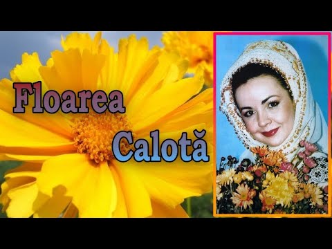 Floarea Calotă, o artistă desăvârșită! Colaj cu cele mai iubite cântece populare