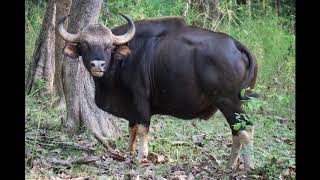 preview picture of video 'Indian Gaur - Biodiversity of India'
