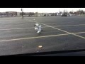 Seagulls Fighting Over Food