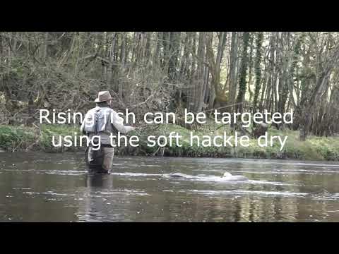 Early season dry fly action