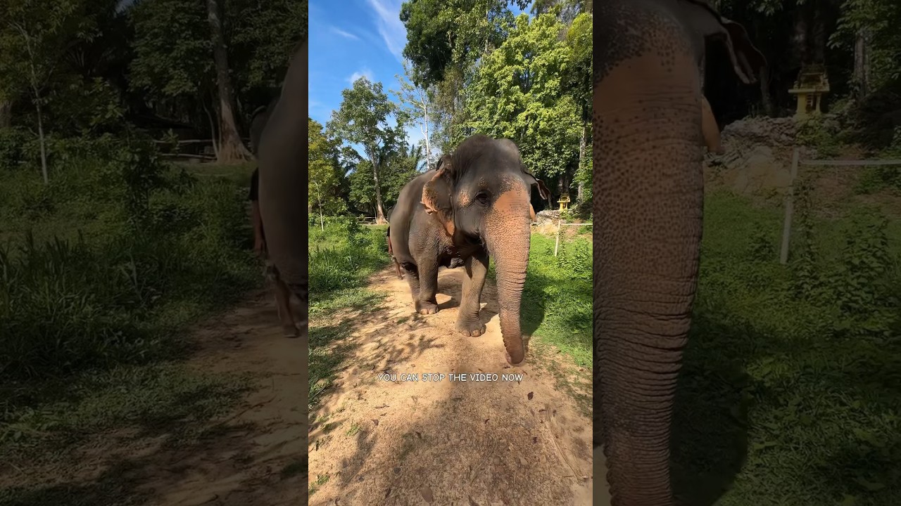 YouTube Short thumbnail